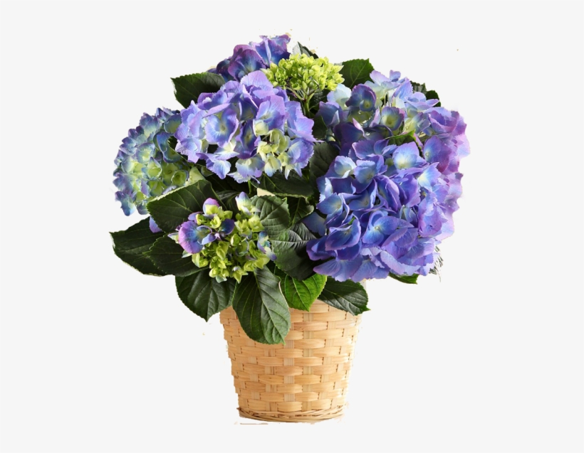 Go To Image - Hydrangea Bouquet Transparent, transparent png #8949087