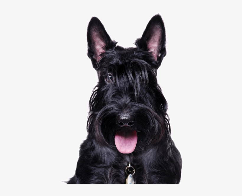 565 X 585 1 - Scottish Terrier, transparent png #8949152