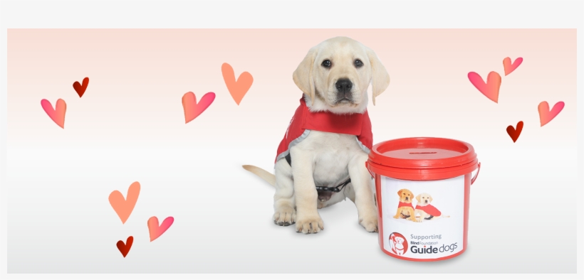 Red Puppy Appeal - Labrador Retriever, transparent png #8949447