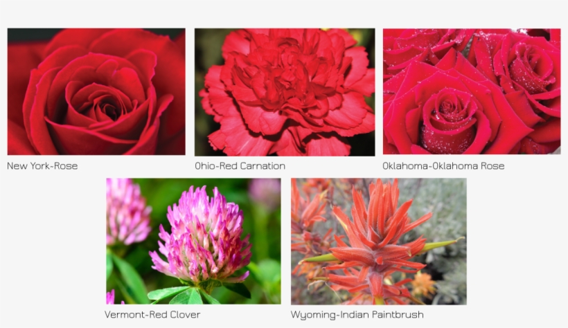One Of The Bluest States Has A Red Flower - Hybrid Tea Rose, transparent png #8949909