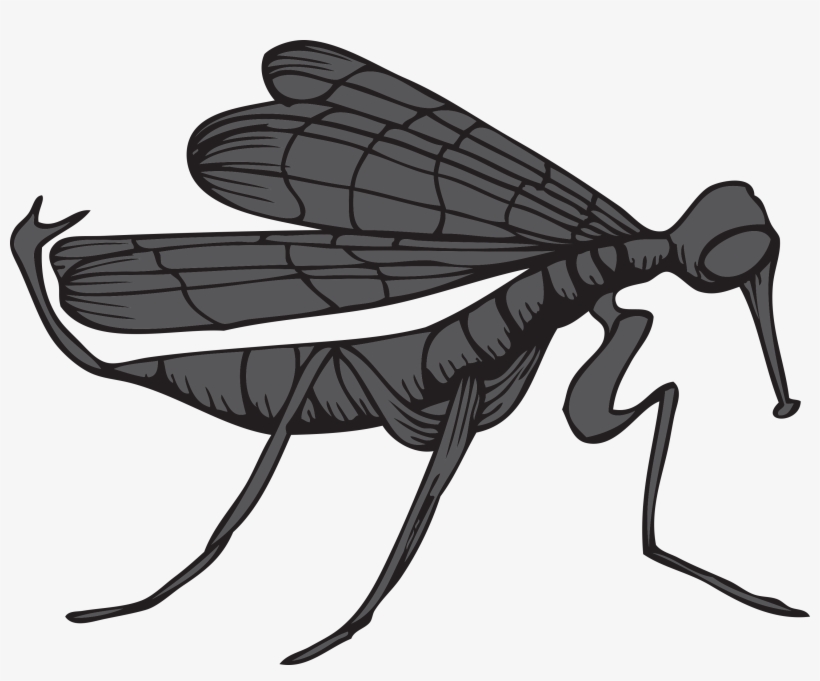 Vector-mosquito Fkkbb9id - Net-winged Insects, transparent png #8950612