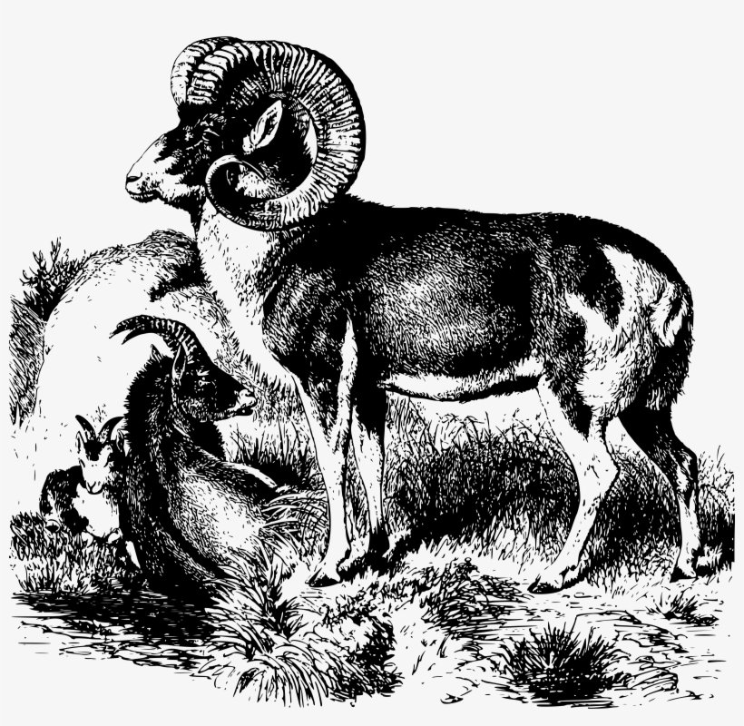 Big Image - Sheep, transparent png #8953264