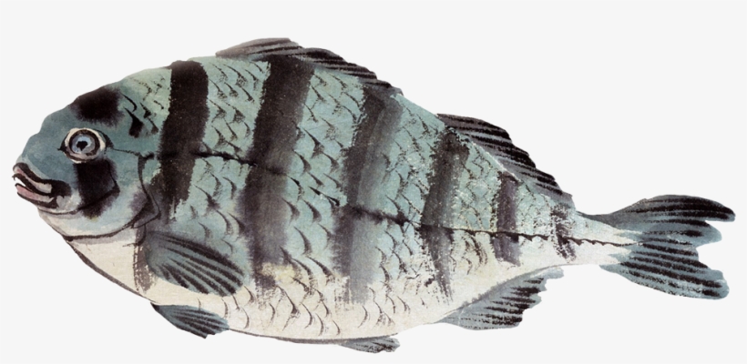 Black Tail Permit Fish Png, Fish Painting Png - Ukiyo-e, transparent png #8955391