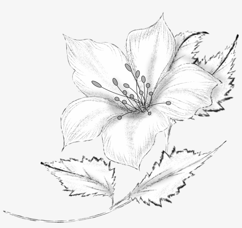 Drawing Decorative By Roula Kantaridou Flowers Vector - Pencil Flower Drawing, transparent png #8956071