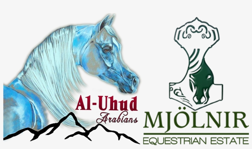 About Us - Horse, transparent png #8956266