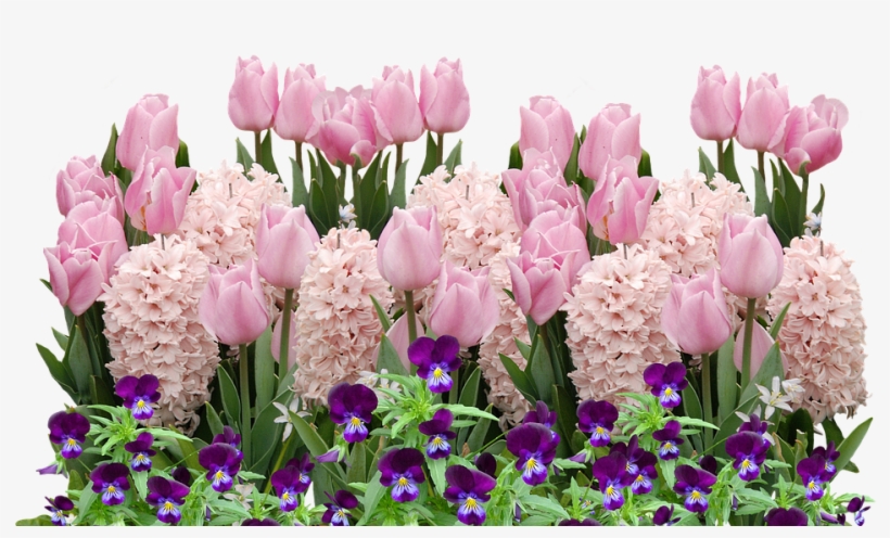 Spring, Tulips, Easter, Flower, Flowers, Spring Flower - Spring Flowers Png, transparent png #8957628