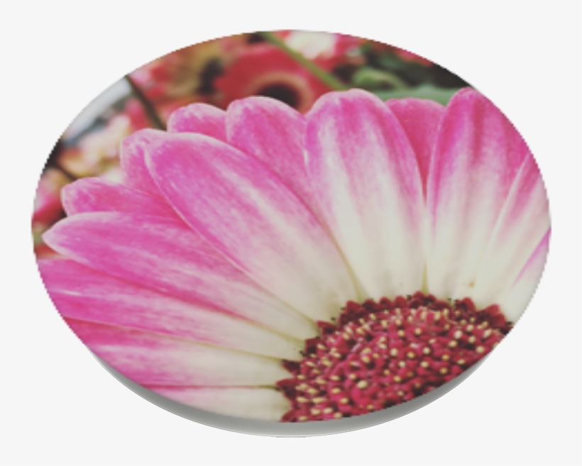 Spring Flowers, Popsockets - African Daisy, transparent png #8958063