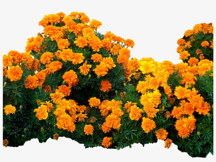 Plantas Con Flores Png, transparent png #8958164