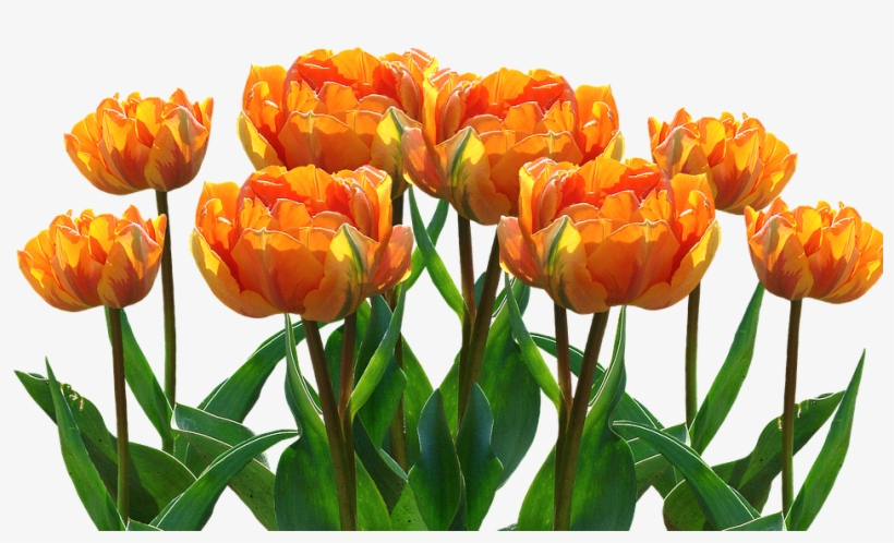 Spring, Tulips, Easter, Nature, Spring Flower, Flowers - Profilbilder Kostenlos Whatsapp Frühling, transparent png #8958197