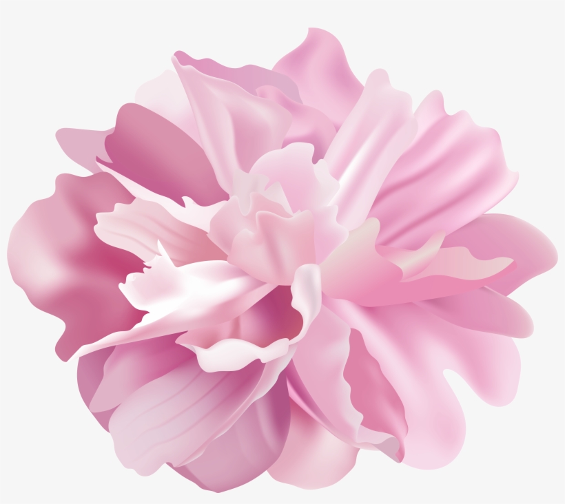 Peony Flower Transparent Image, transparent png #8960260