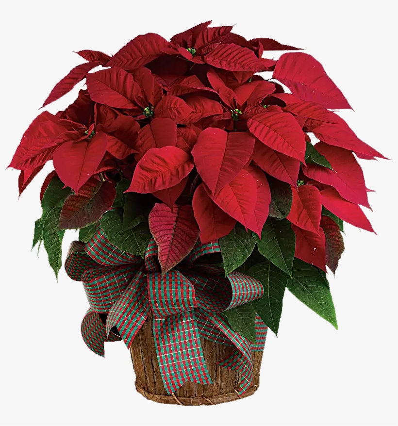 Classic Poinsettia, transparent png #8960442