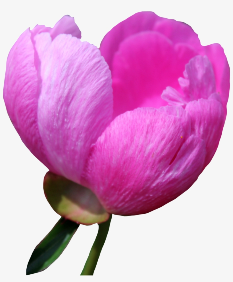 Peony Png Free Download - Tulip, transparent png #8960534