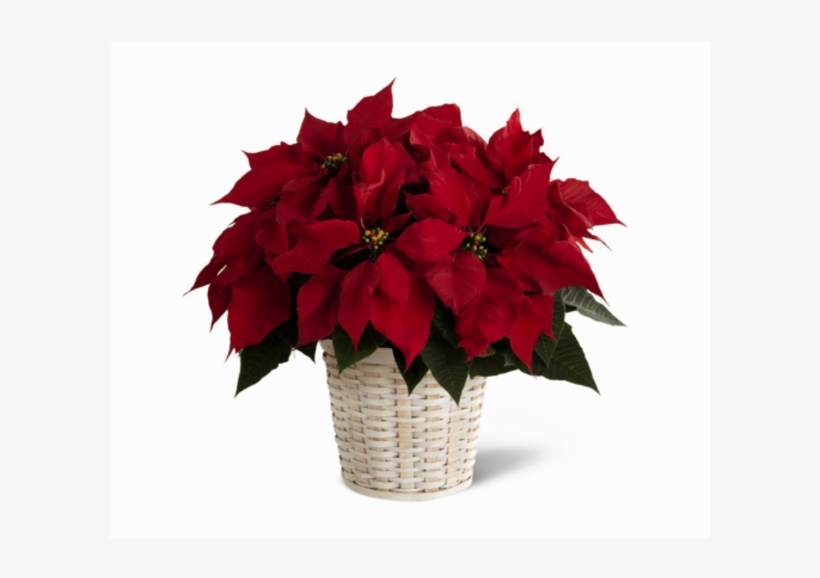 Classic Poinsettia - Poinsettia In A Pot, transparent png #8960840