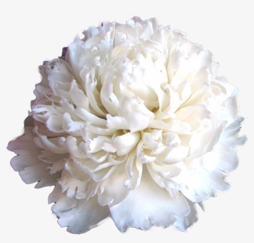 Carnation, transparent png #8960929