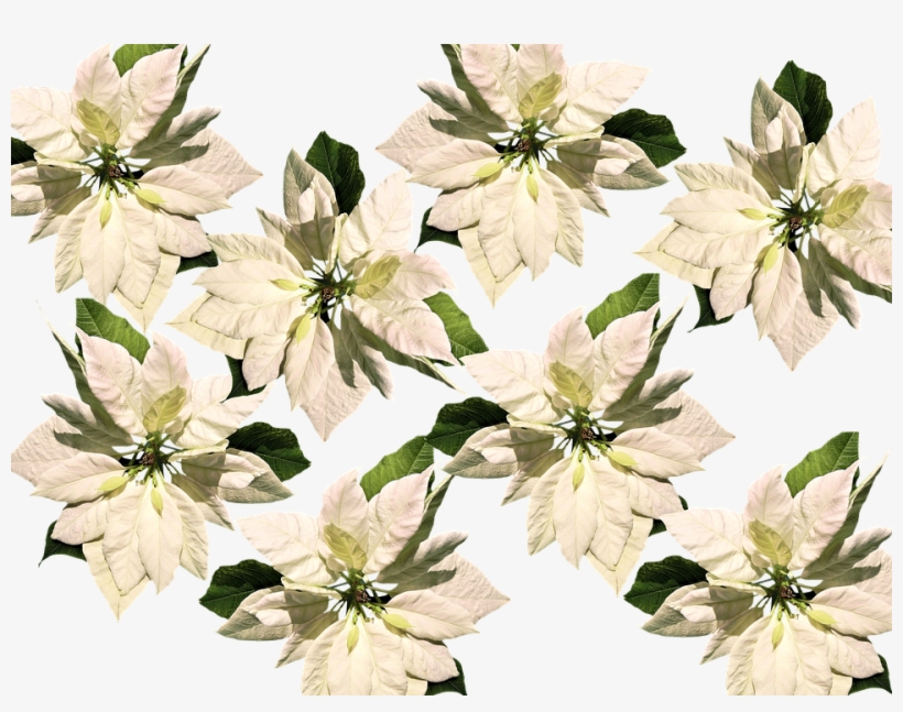 Christmas, Christmas Star, Poinsettia, Advent - Christmas Poinsettias On Transparent Background, transparent png #8961133