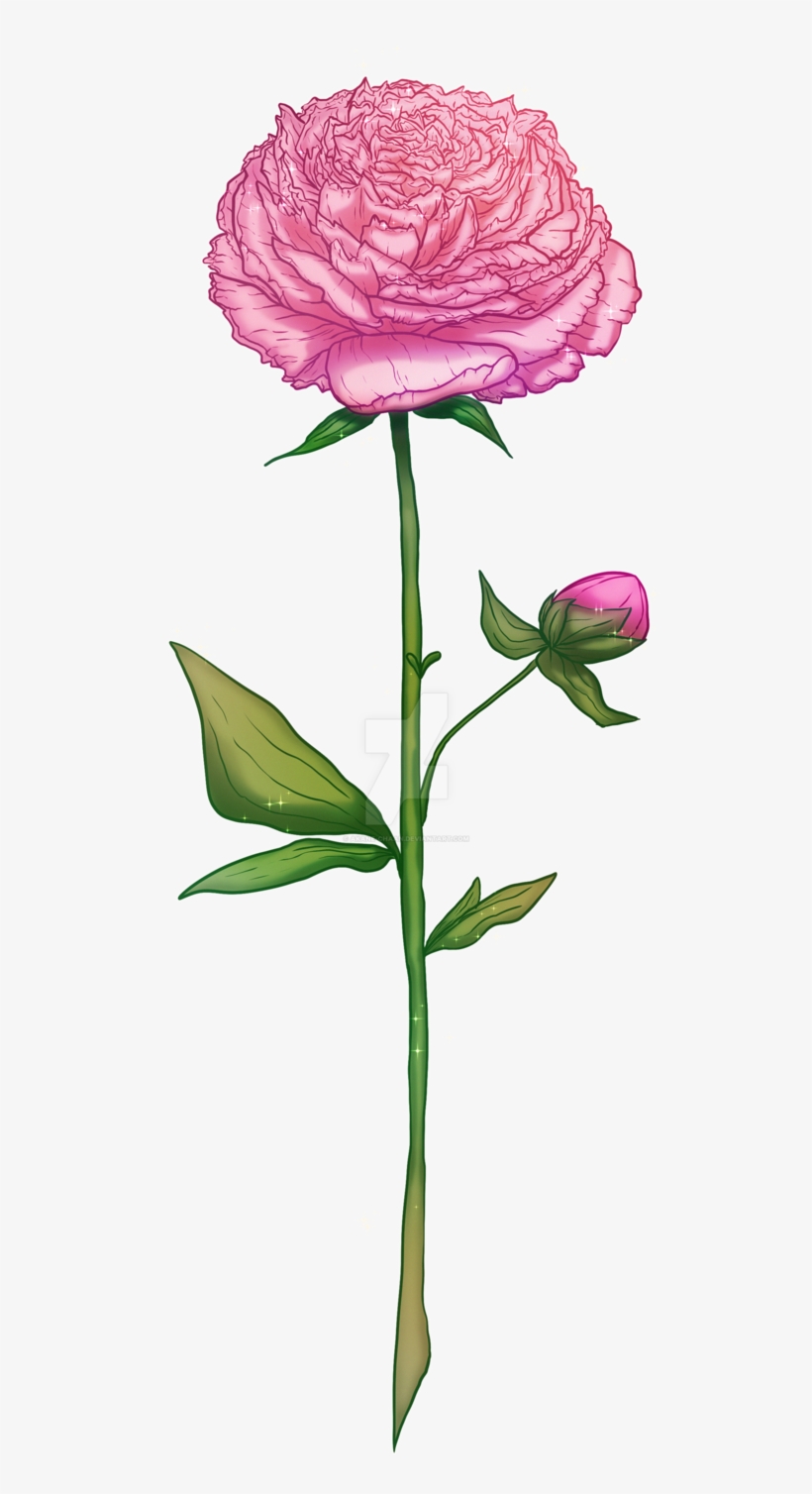 Peony By Akane-chaan - Common Peony, transparent png #8961172