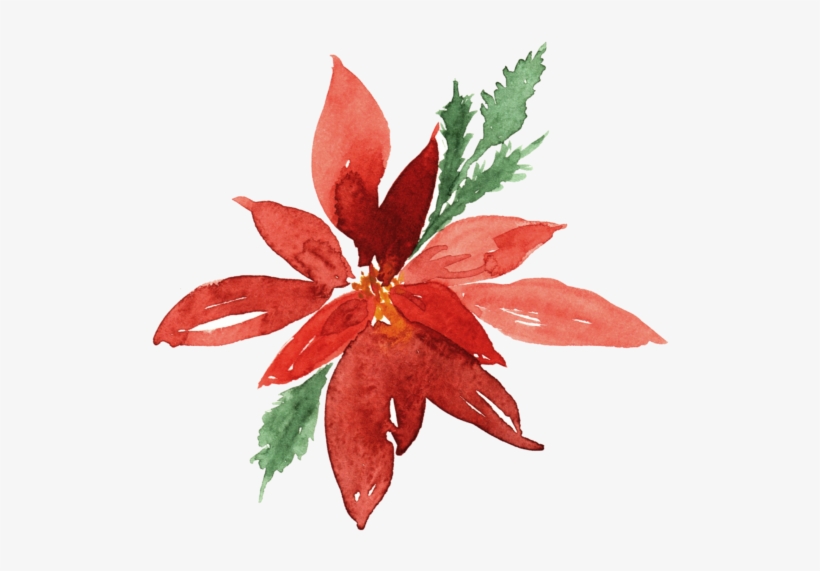 Poinsettia, transparent png #8961246