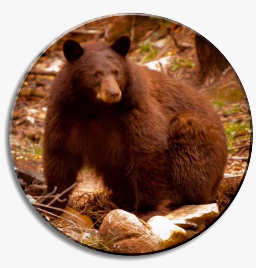 Brown Bear Colorado, transparent png #8961759