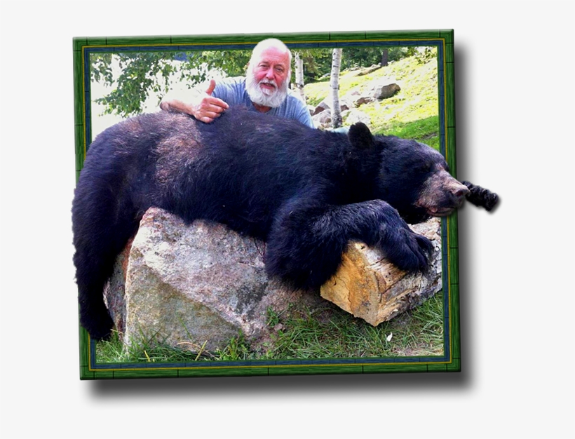 Ontario Black Bear Hunting Bow/archery Crossbow Hunts - Ontario Bear Hunting Regions, transparent png #8962281