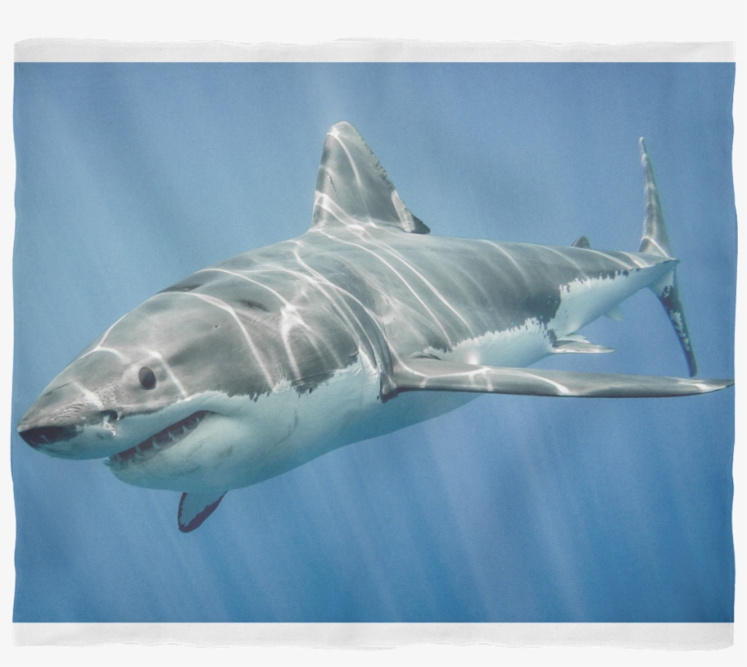 Check Out This Great White Shark - Water Animals Shark, transparent png #8964108