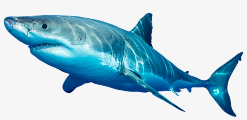 Photo Of White Shark Photo Of White Shark - Swordfish, transparent png #8964264