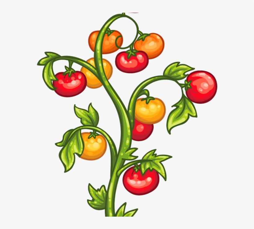 Tomato Plants Clipart, transparent png #8965816
