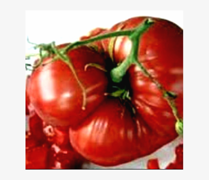 Morgtage Lifter Tomato Photo Source - Tomato Mortgage Lifter, transparent png #8966154