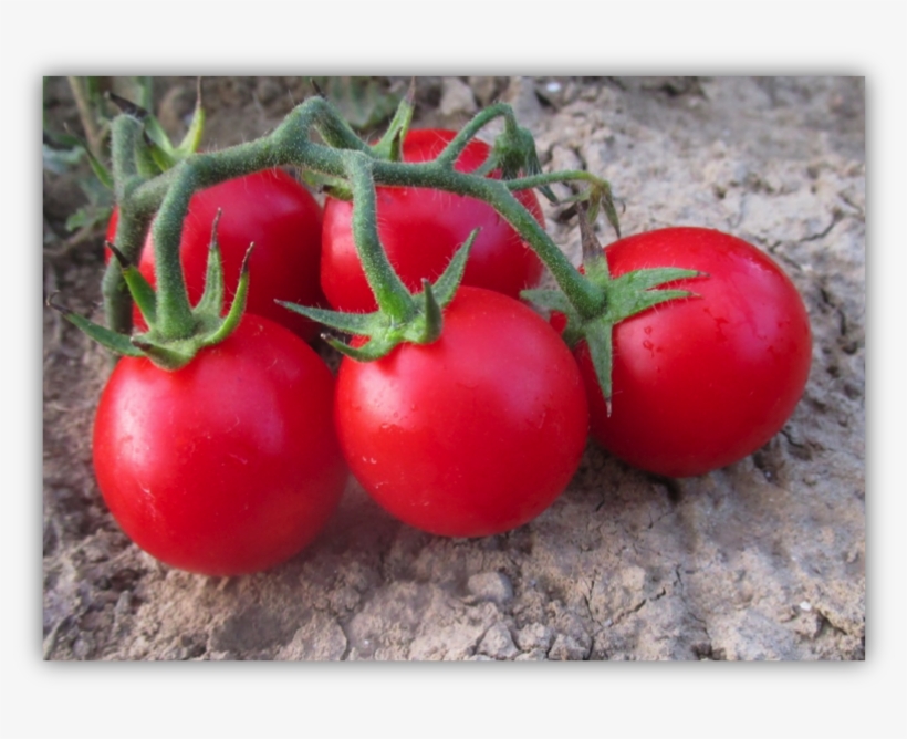 Crx 76038 F1 - Plum Tomato, transparent png #8966241