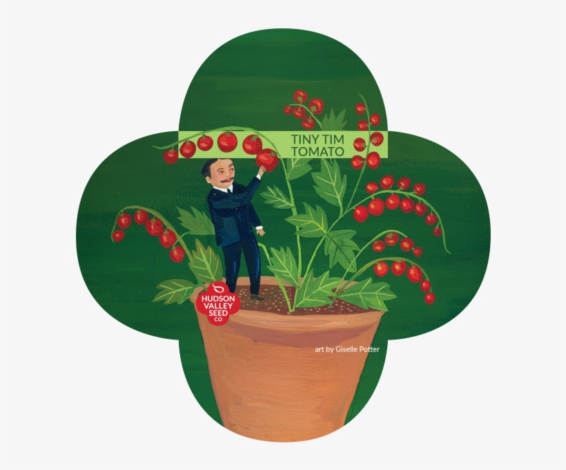 Tiny Tim Tomato Quatrefoil - Flowerpot, transparent png #8966365