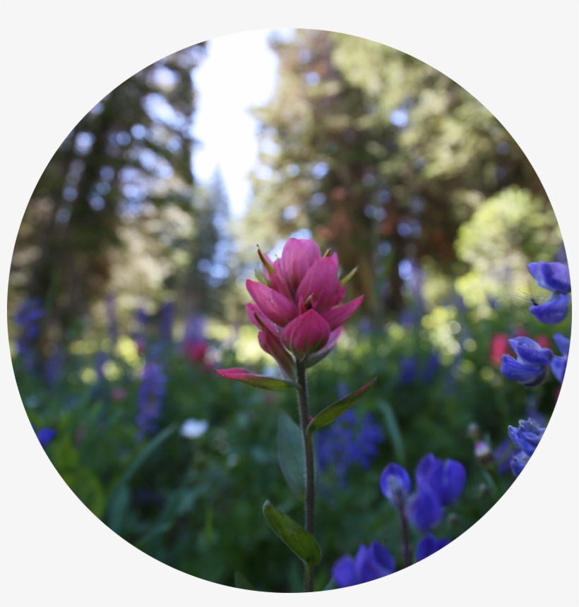 Our Annual Conference Brings Together Everyone In Utah - Verbena, transparent png #8967676