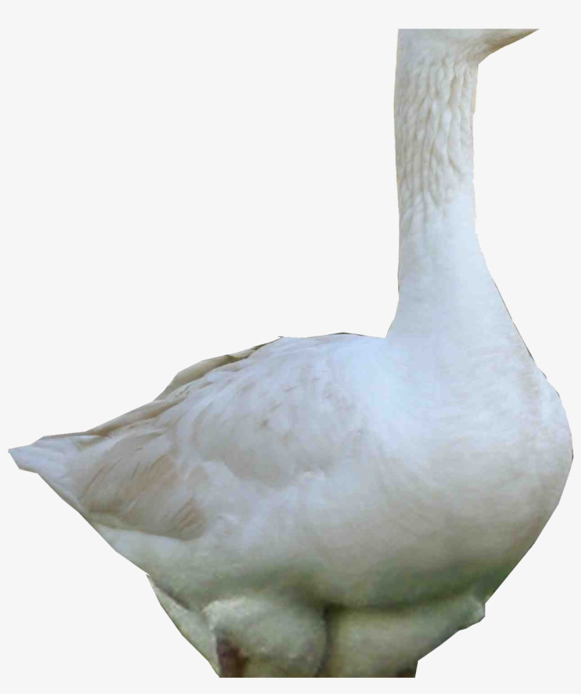 3d White Goose Png Image Hd Wallpapers Download For - Duck Png, transparent png #8968137