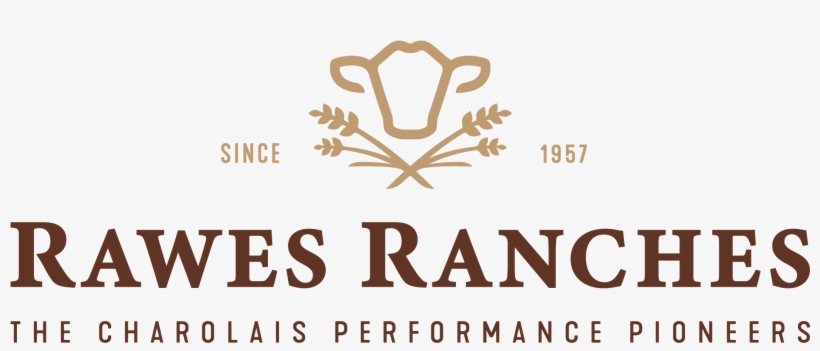 Charolais Bulls - Rawes Ranches - Canada - Annual Bull - Peermont Walmont At The Grand Palm Gaborone Botswana, transparent png #8969788