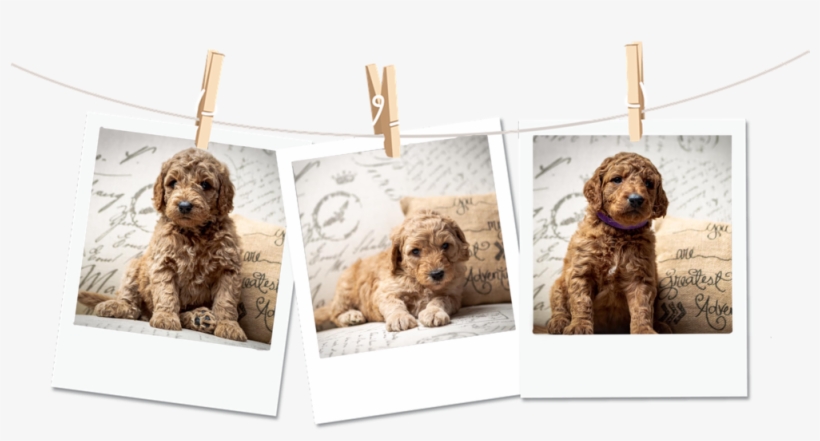 Poloriod-dogs, transparent png #8974021