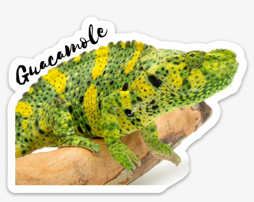 Meller's Chameleon, transparent png #8975029