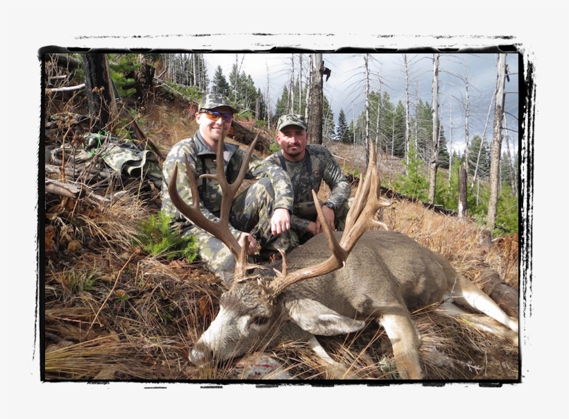 Rifle Season Always Proves To Be Exciting Because The - Elk, transparent png #8977063