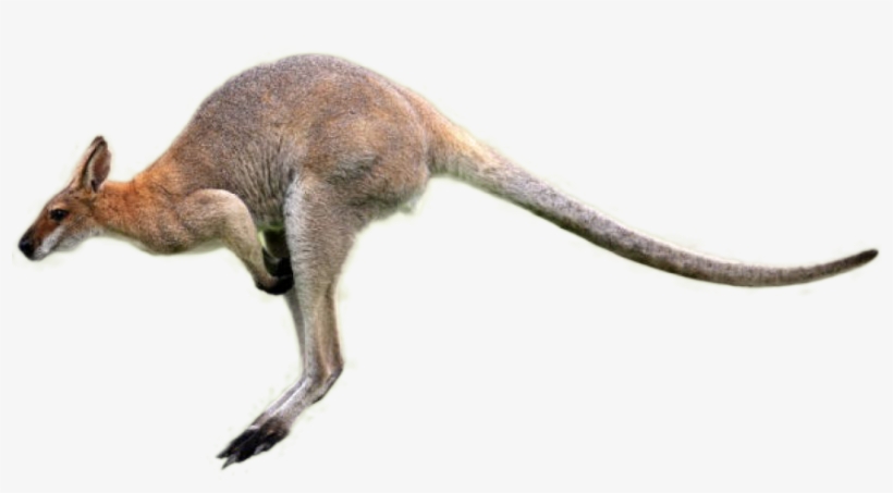 Kangaroo Png Image - Kangaroo Png, transparent png #8979896