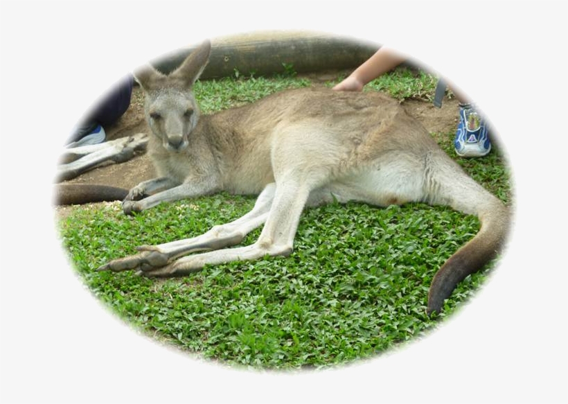 Kangaroo, transparent png #8980515