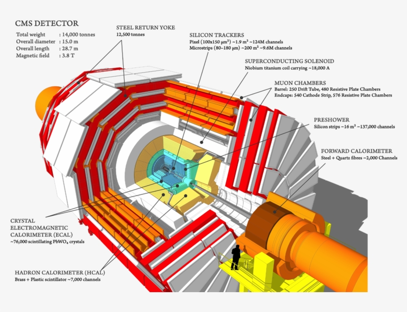 Png, Cms 160312 06 Thumb - Main Component Of Cms Detector, transparent png #8983443