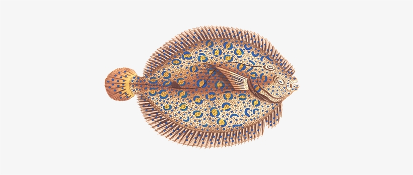 Fish, Animal, Water, Isolated, Exotic, Sea Animal - Fish, transparent png #8983521