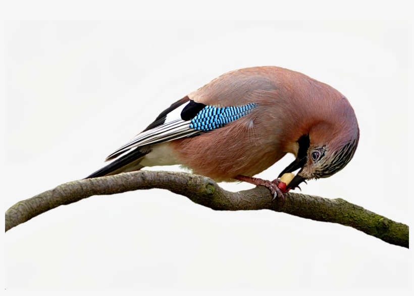 Bird,animal - Booby, transparent png #8984291
