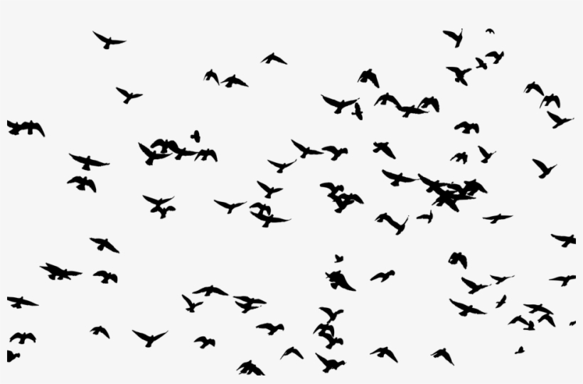 Flock, Birds, Animals, Flight, Flying, Silhouette, - Flock Of Birds Silhouette, transparent png #8984358