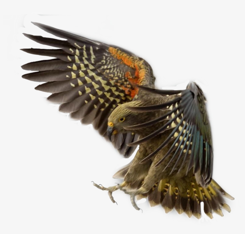 Eagle Sticker - Red Winged Blackbird, transparent png #8984520