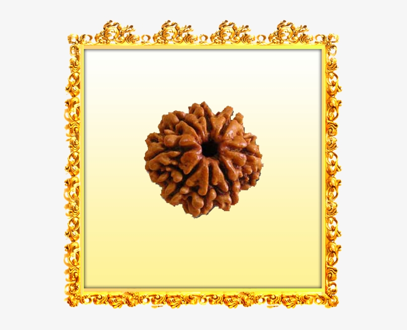 Buy 8 Mukhi Rudraksha Online - Shankh, transparent png #8985569