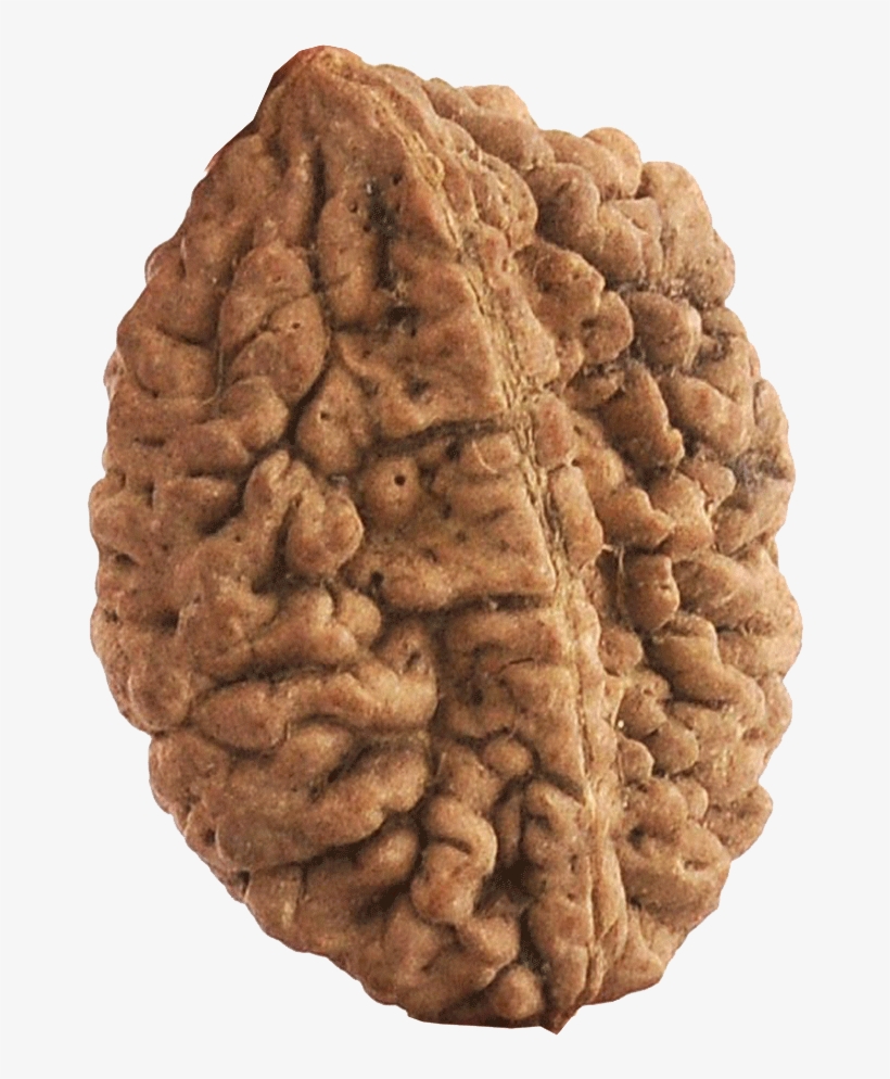 F - 2 Mukhi Rudraksha Original, transparent png #8985684