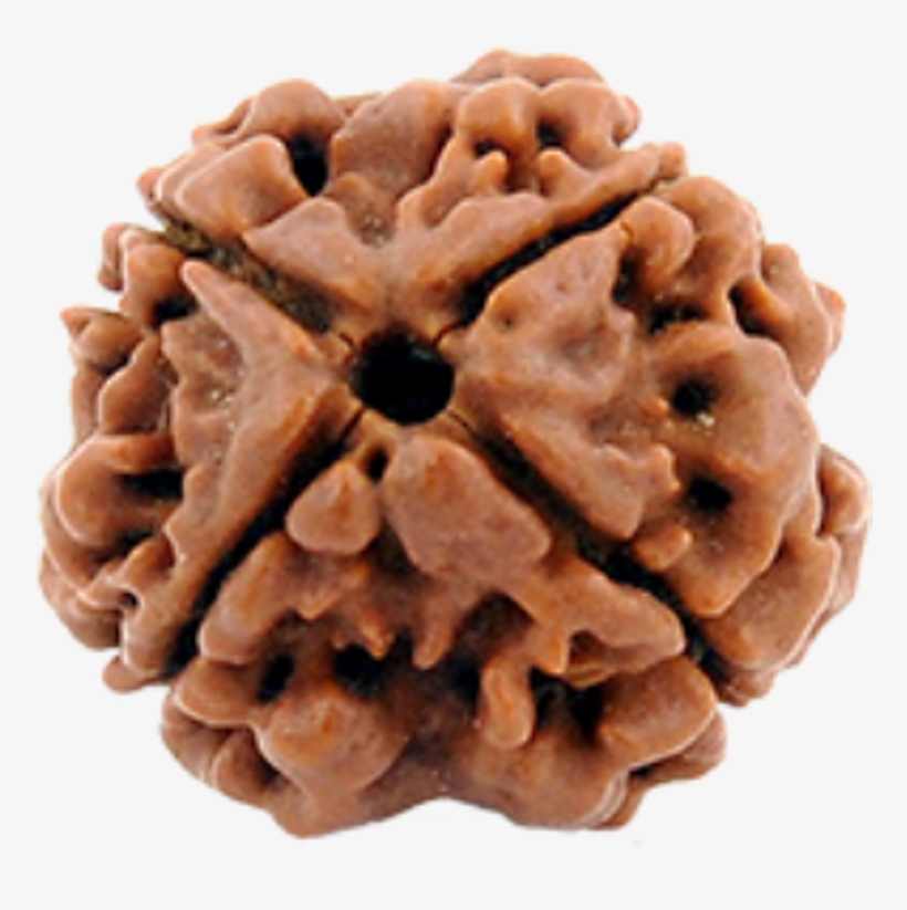 4 Mukhi Rudraksh - Chocolate, transparent png #8986103