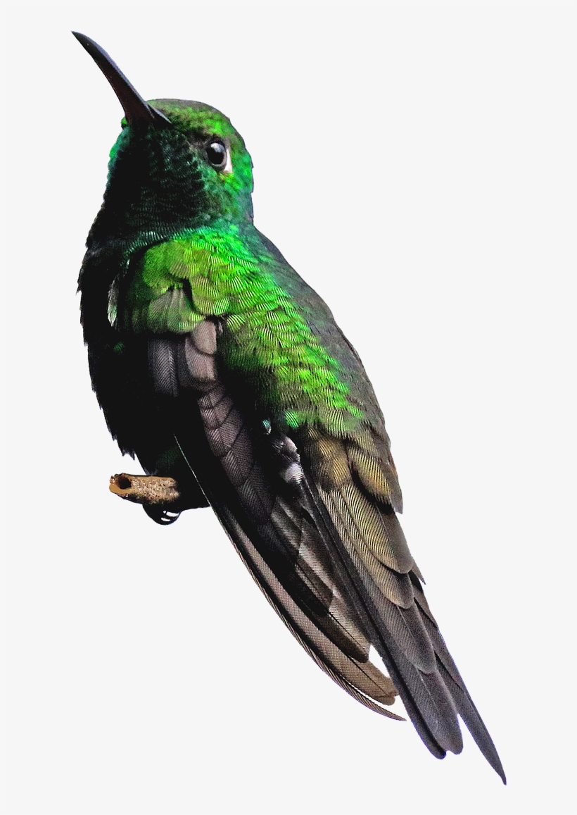 Hummingbird Png - Piciformes, transparent png #8988242