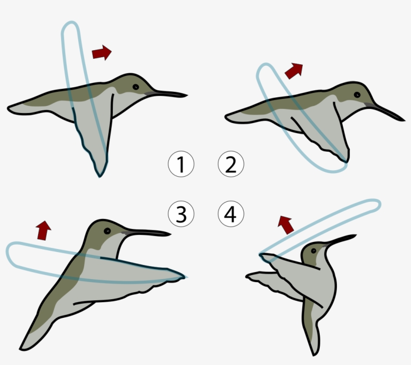 File - Hummingbird Flight - Svg - Smallest Bird That Can Fly Backwards, transparent png #8989022
