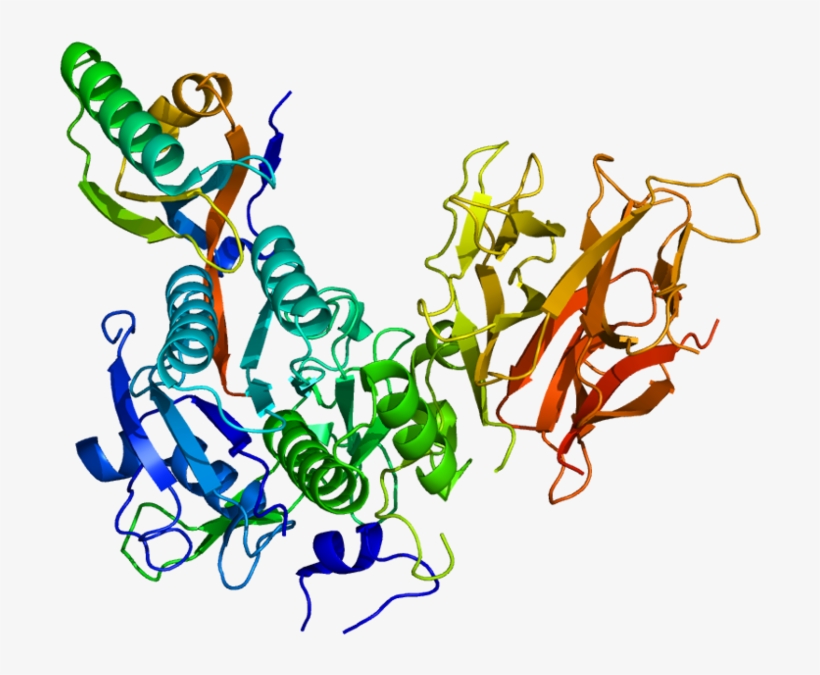 The Enzyme Proprotein Convertase Subtilisin Kexin Type - Bococizumab, transparent png #8990086