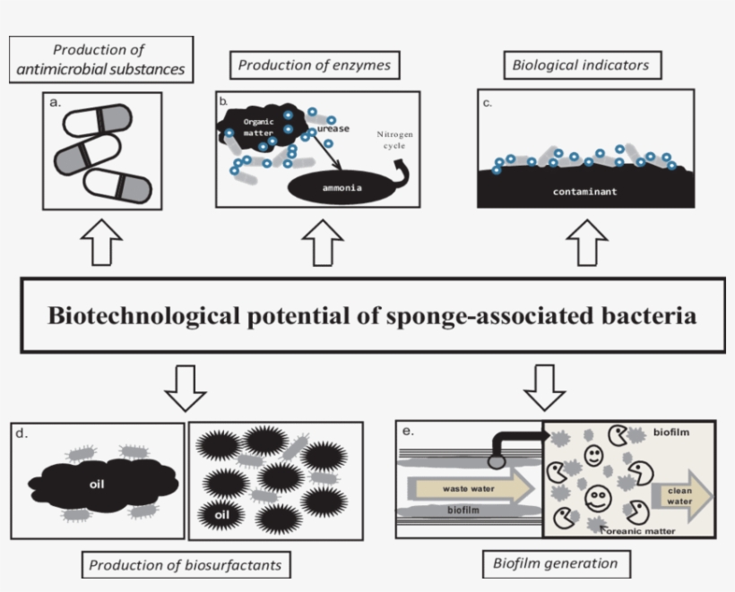 Examples Of The Biotechnological Potential Of Sponge-associated - Diagram, transparent png #8990122