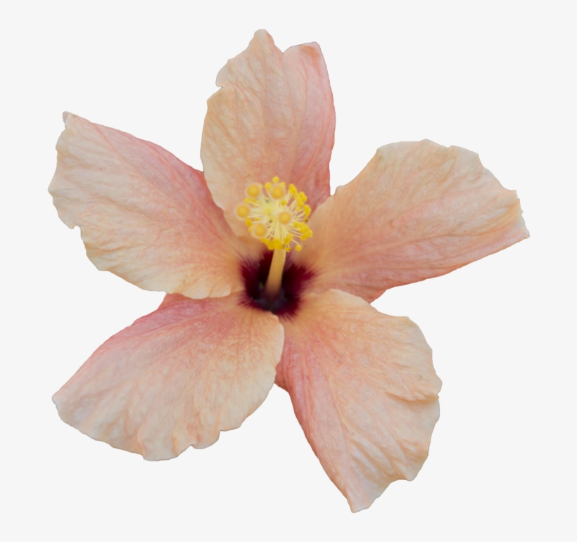 1024 X 731 5 - Free To Use Flower Png, transparent png #8990127